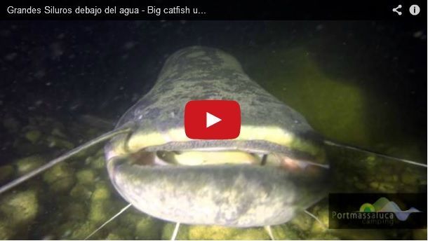 Gran-siluro-catfish-river-monster