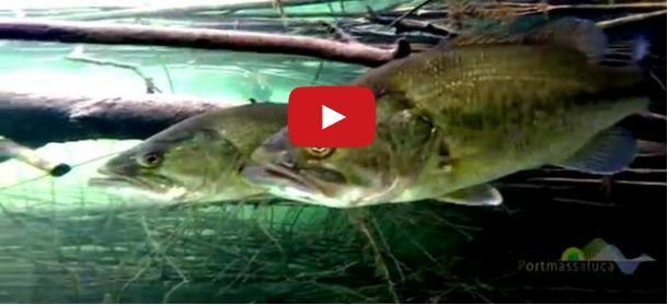 black-bass-pesca-camping-portmassaluca