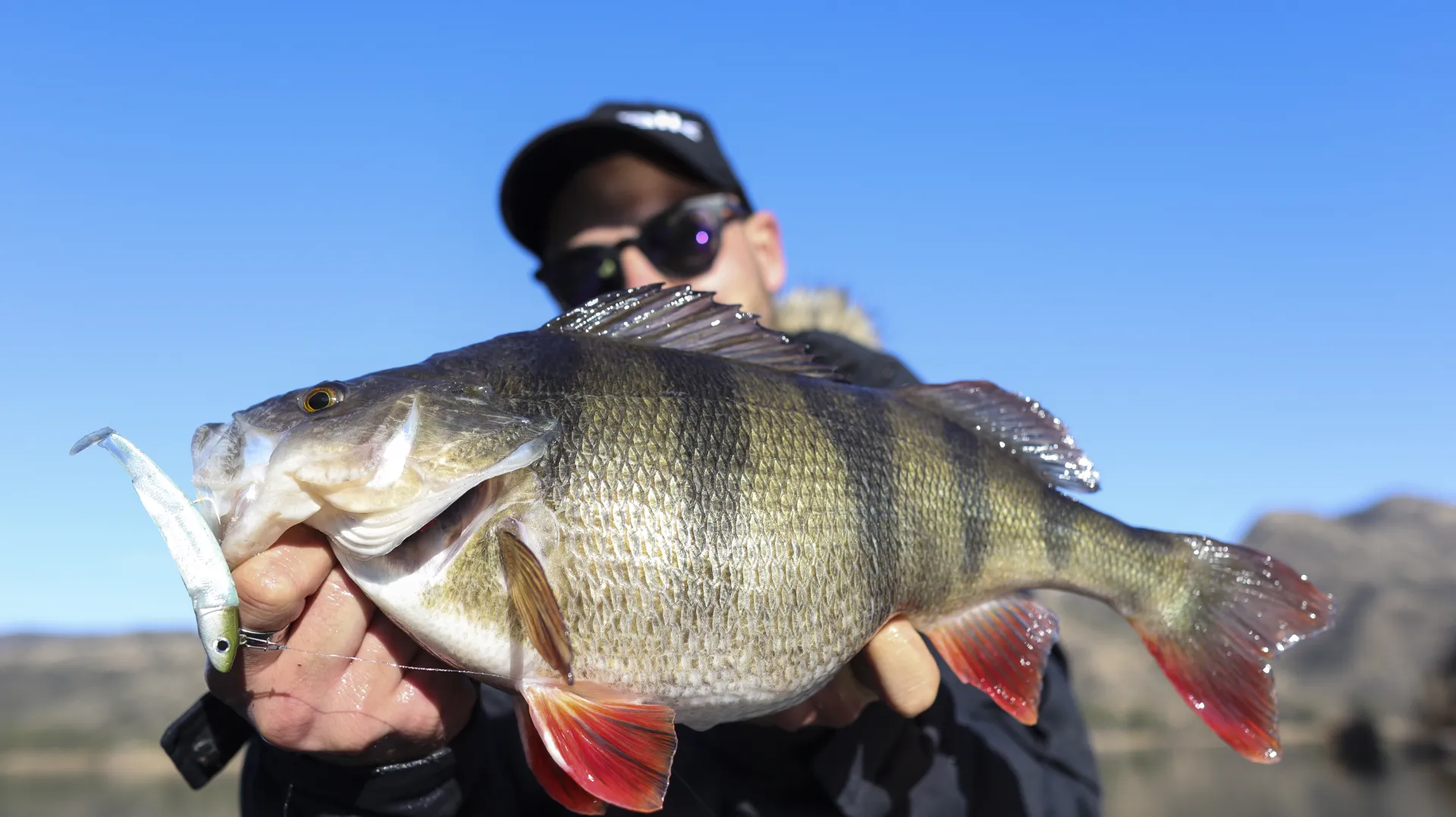 Pesca perca fluviatilis grande en el rio ebro mequinenza - 23