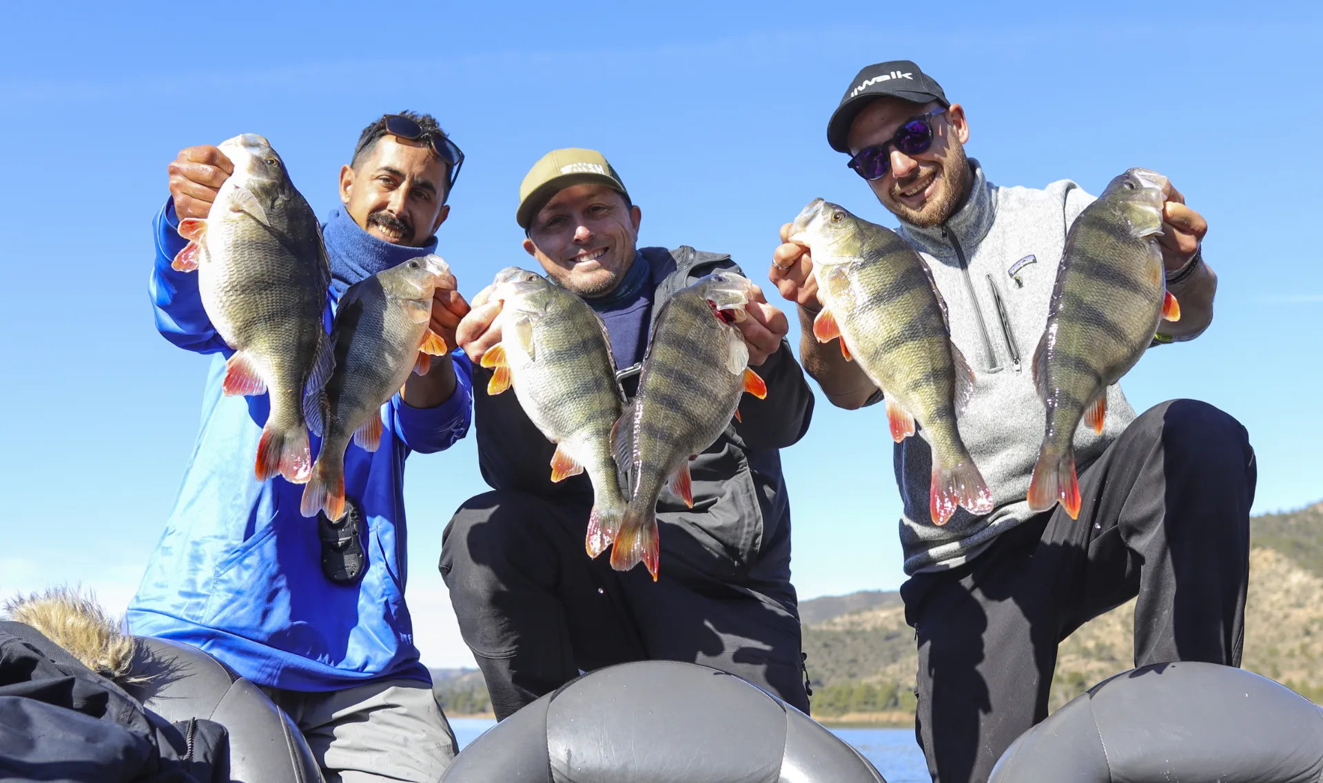 Pesca perca fluviatilis grande en el rio ebro mequinenza - 24