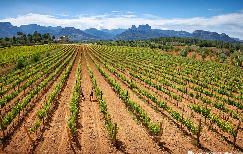 Bodega agricola sant josep enoturismo terra alta