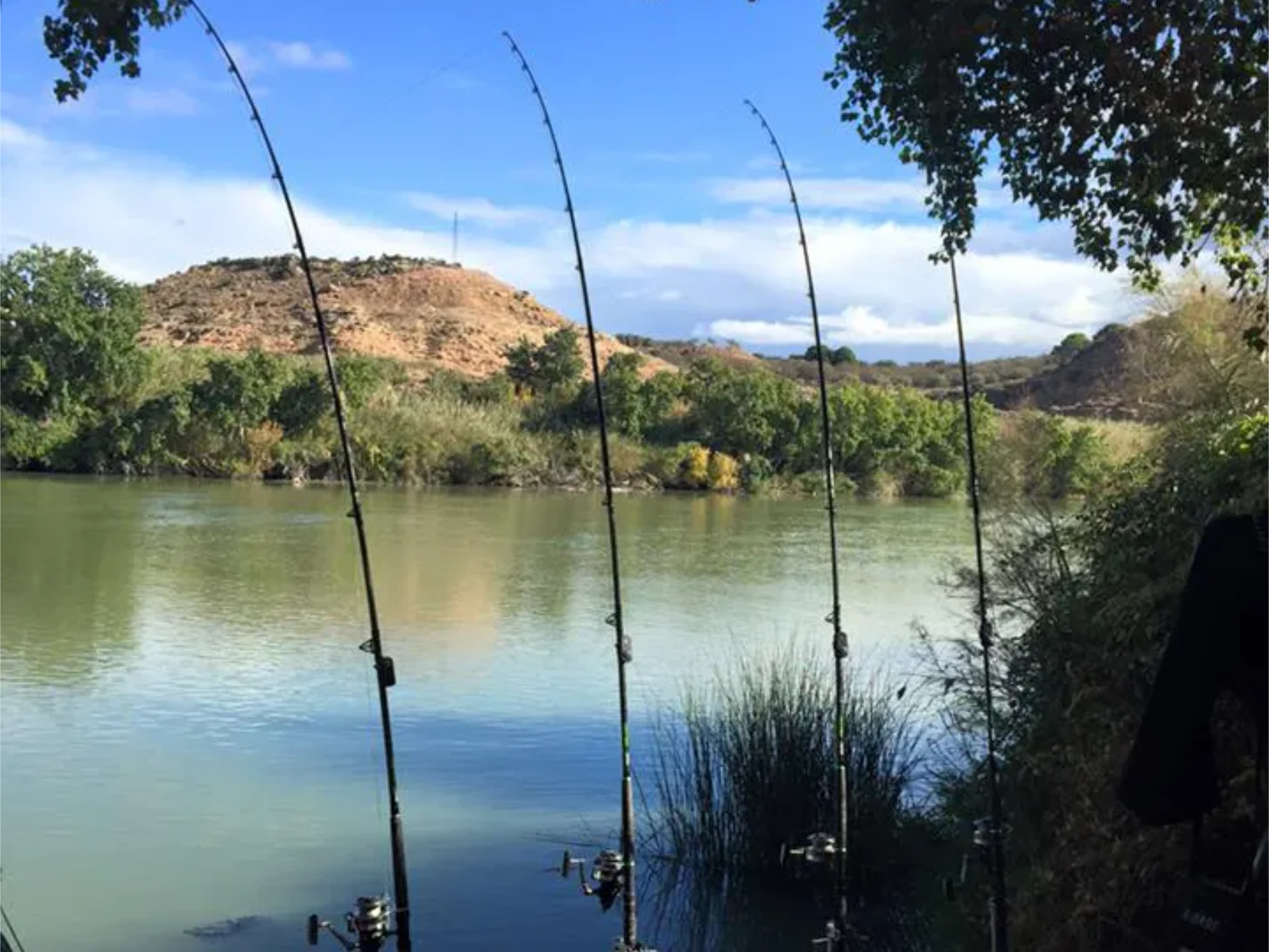 Guias de pesca orilla rio ebro port massaluca