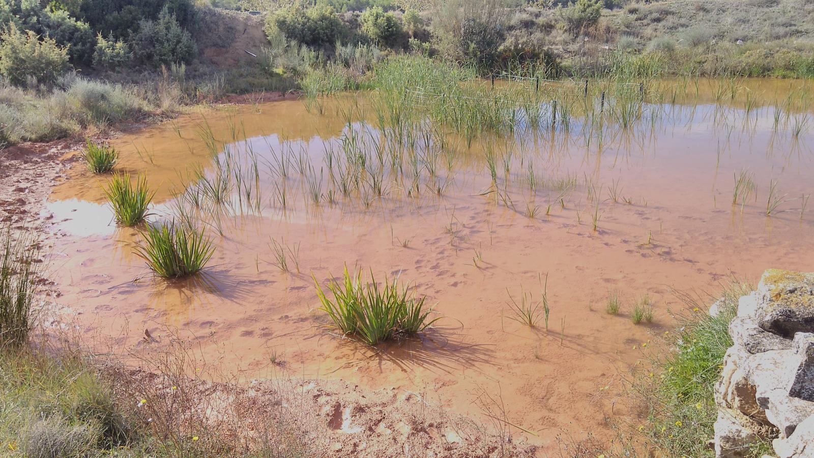 Ruta de senderismo las balsas la pobla de massaluca ecoentorn