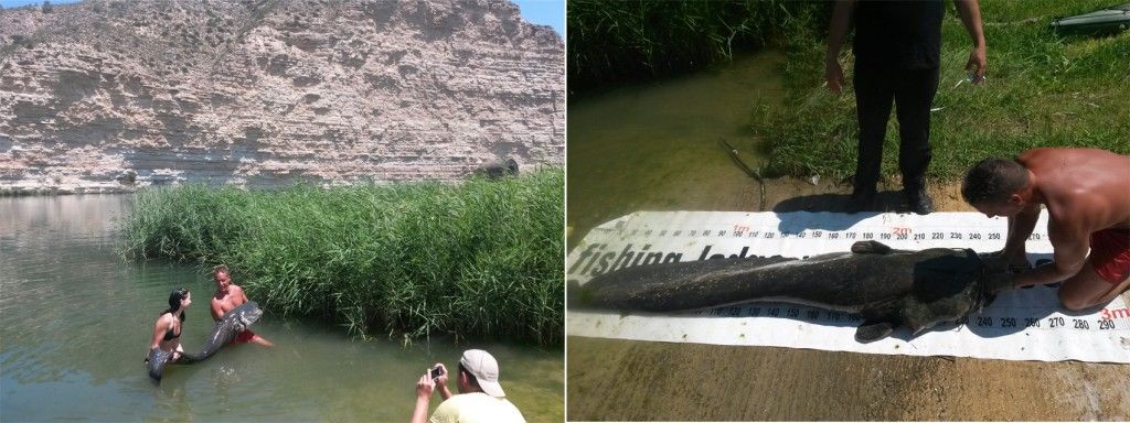 Siluro-pesca-ebro-mequinenza-fayon-portmassaluca-camping-1024x384